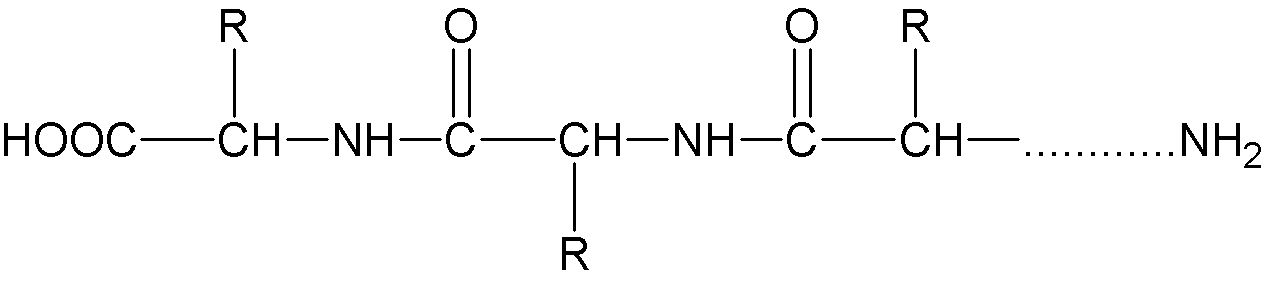 蛋白質(zhì)分子結構